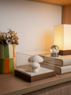 Funghi - Caixa decorativa